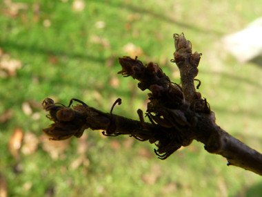 Petits bourgeons pointus dotés de petits fils. Agrandir dans une nouvelle fenêtre (ou onglet)